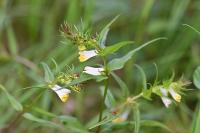 Melampyrum pratense