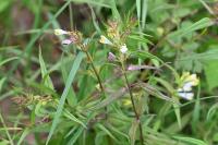 Melampyrum pratense
