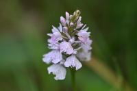 Dactylorhiza maculata