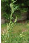 Melilotus albus