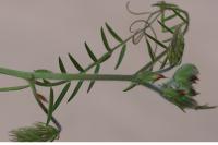 Vicia villosa