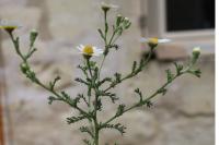 Papaver dubium