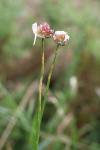 Allium vineale