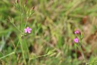 Dianthus armeria