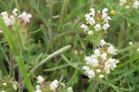 Prunella laciniata