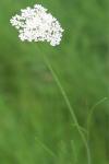 Oenanthe silaifolia