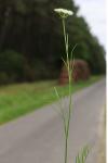 Oenanthe silaifolia