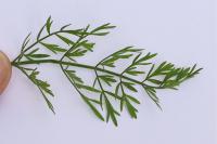 Oenanthe silaifolia