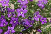 Legousia speculum-veneris