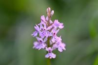 Dactylorhiza fuchsii