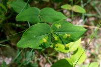 Hypericum androsaemum