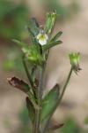 Viola arvensis
