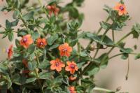Lysimachia arvensis