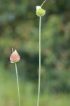 Allium sphaerocephalon