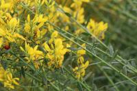 Genista tinctoria