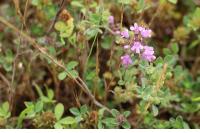 Thymus praecox