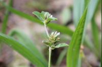 Trifolium scabrum