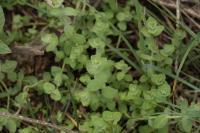 Hypericum elodes