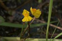 Utricularia vulgaris