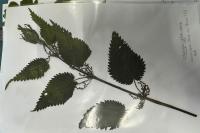 Urtica dioica