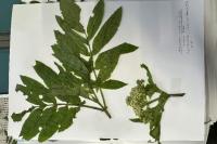 Sambucus ebulus