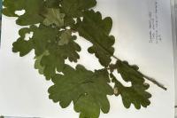 Quercus robur