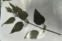 Urtica dioica