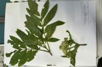 Sambucus ebulus