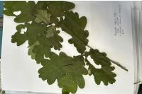 Quercus robur