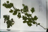 Crataegus monogyna