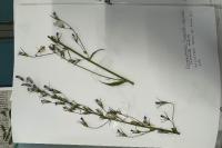 Campanula rapunculus