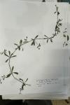 Galium uliginosum