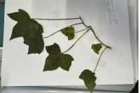 Hedera helix