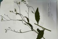 Lapsana communis