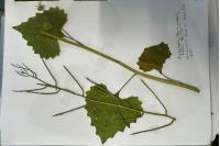 Alliaria petiolata