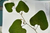 Aristolochia clematitis