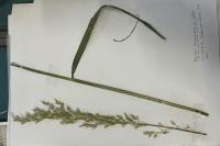 Arrhenatherum elatius