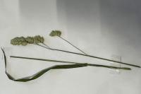 Dactylis glomerata