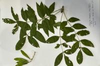 Fraxinus angustifolia
