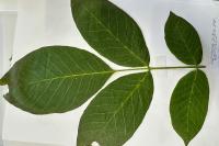 Juglans regia