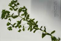 Euphorbia stricta
