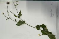 Geum urbanum