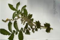 Agrimonia eupatoria