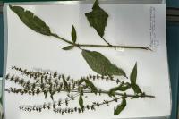 Rumex conglomeratus