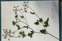 Chaerophyllum temulum