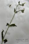 Silene latifolia