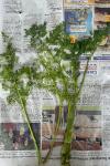 Oenanthe aquatica