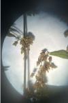 Rumex sanguineus
