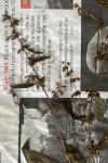 Rumex sanguineus