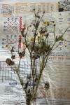 Ranunculus sardous